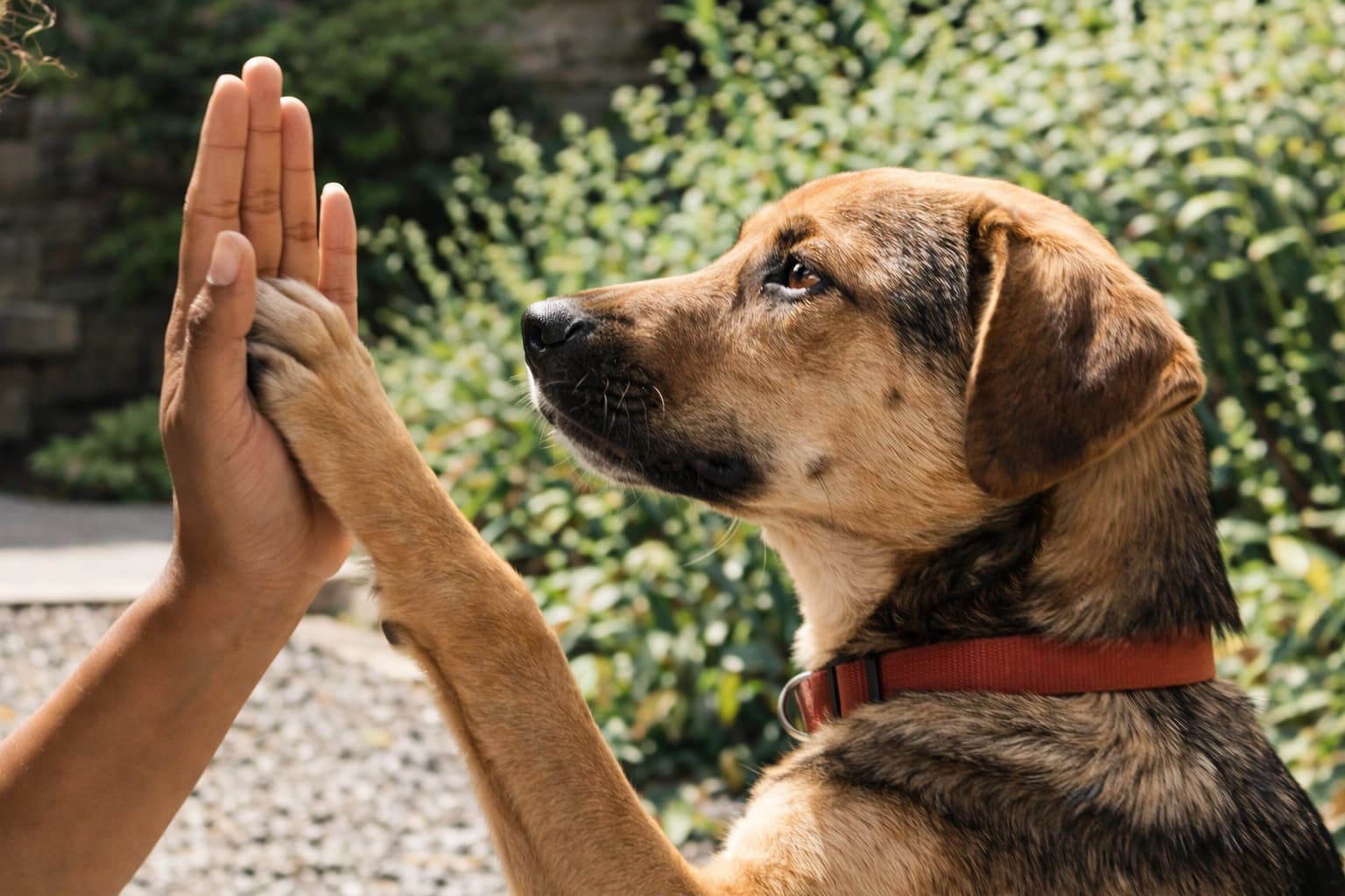 Training service for pets